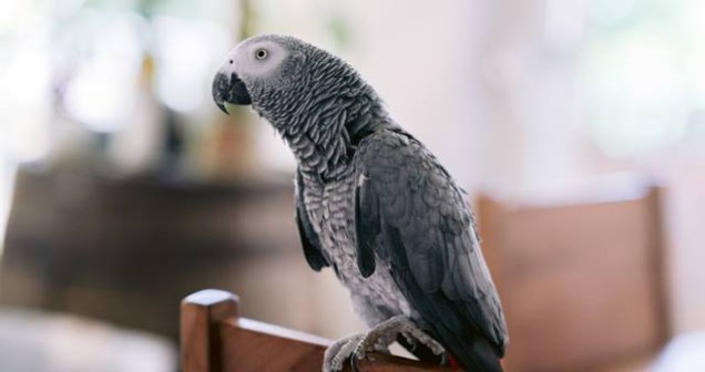 Evde papağan için ne yapılır?