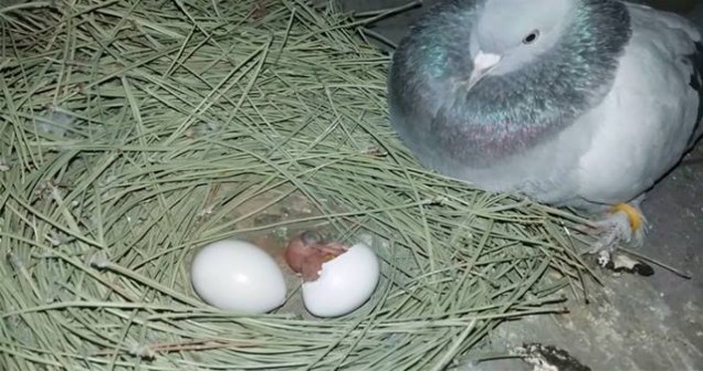 Güvercinler en çok hangi aylarda yumurtlar?